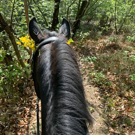 Cevennes Bessegeoises *