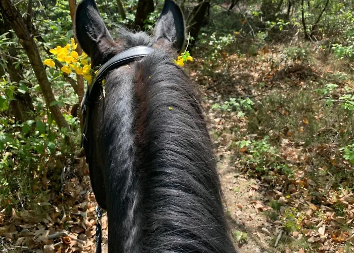 Cévennes Bessegeoises *